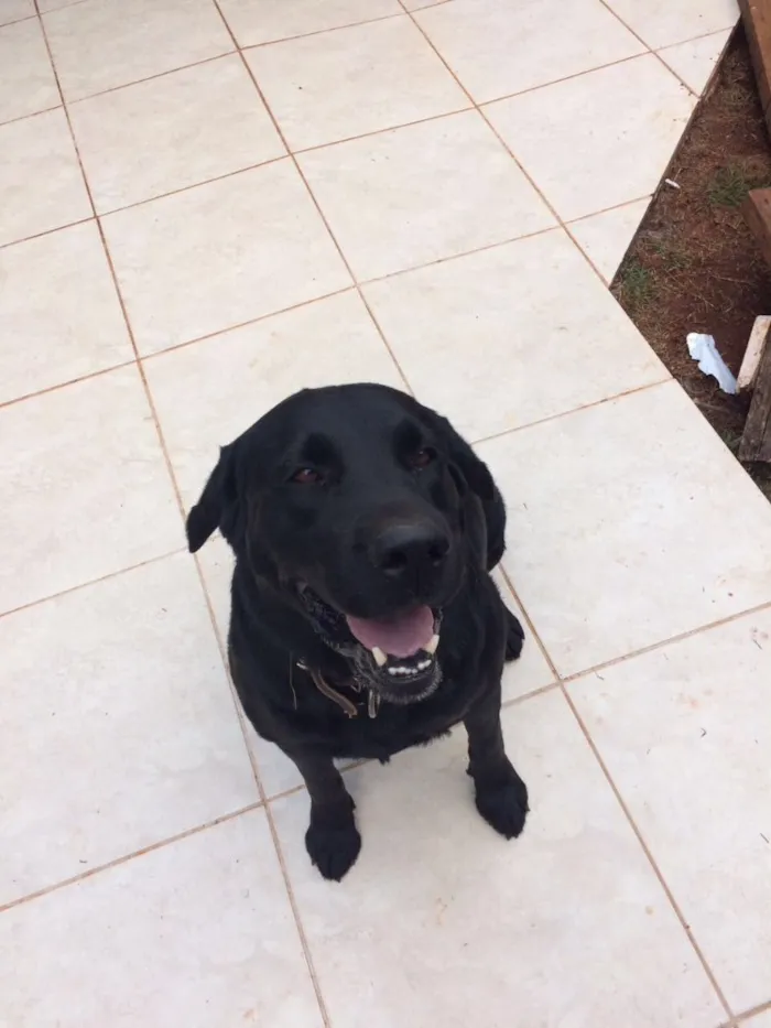 Cachorro ra a Labrador  idade 5 anos nome Marley