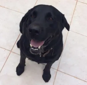 Cachorro raça Labrador  idade 5 anos nome Marley