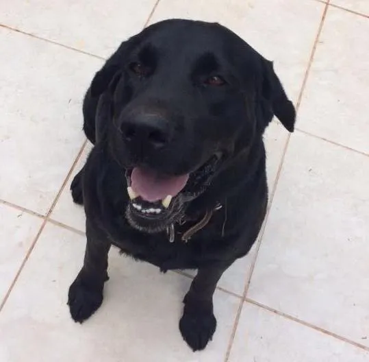 Cachorro ra a Labrador  idade 5 anos nome Marley