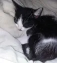 Zorro
