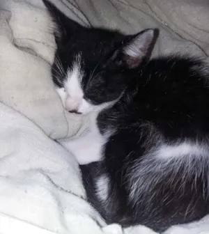 Gato raça SRD idade 2 a 6 meses nome Zorro