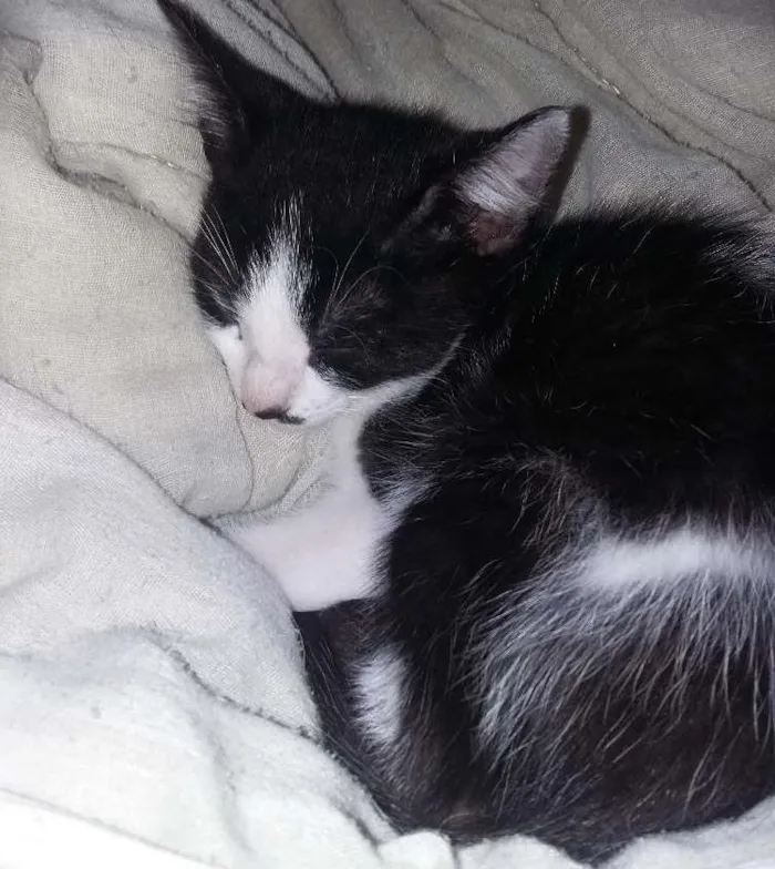 Gato ra a SRD idade 2 a 6 meses nome Zorro