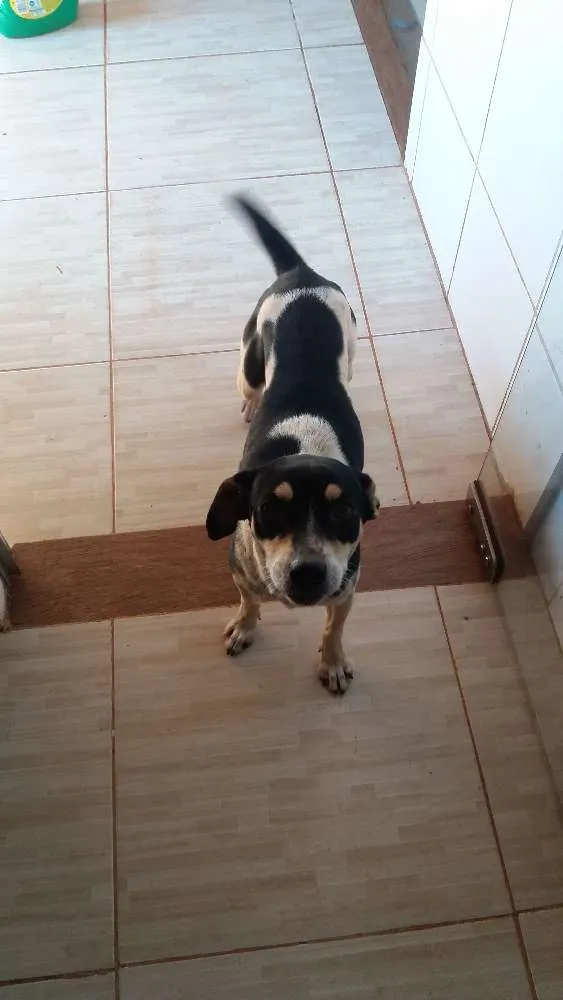 Cachorro ra a pintier mestiça idade  nome NALA 