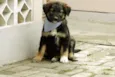 Jonas