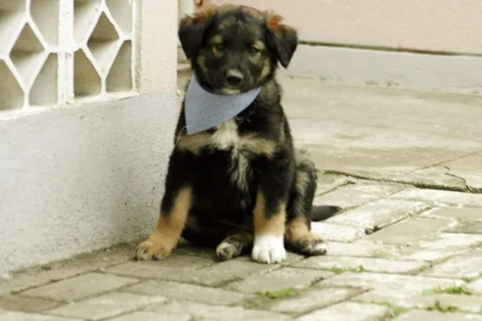 Cachorro ra a SRD idade Abaixo de 2 meses nome Jonas