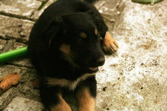 Cachorro ra a SRD idade Abaixo de 2 meses nome Mordecai