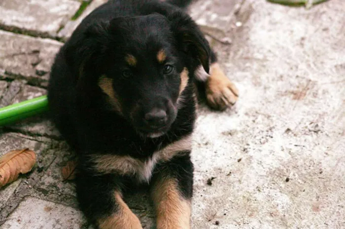 Cachorro ra a SRD idade Abaixo de 2 meses nome Mordecai