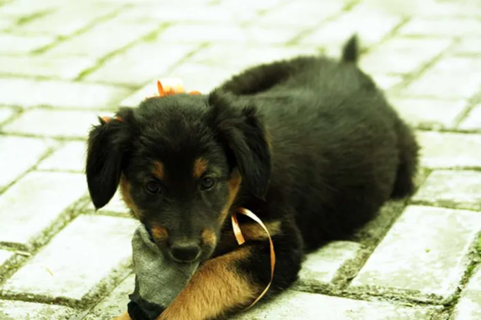 Cachorro ra a SRD idade Abaixo de 2 meses nome Dalila
