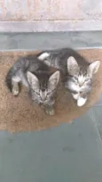 Gato raça Vira latas idade 2 a 6 meses nome Não tem