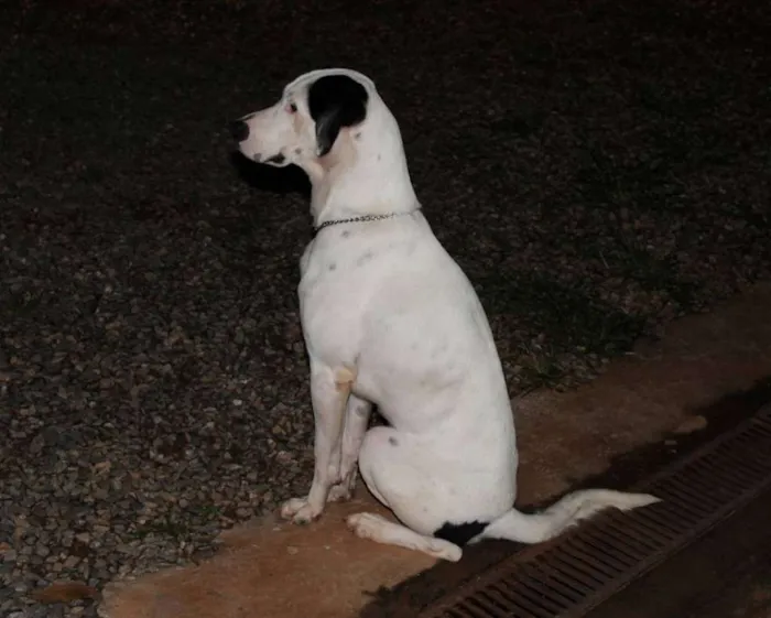 Cachorro ra a rnd idade 2 anos nome Brutus