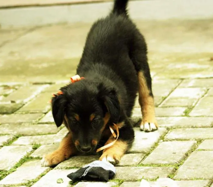 Cachorro ra a SRD idade Abaixo de 2 meses nome Dalila