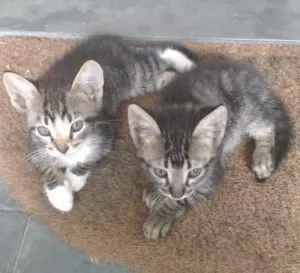 Gato raça Vira latas idade 2 a 6 meses nome Não tem