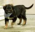 Jonas