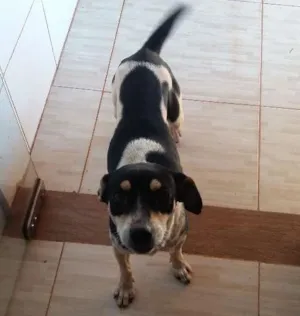 Cachorro raça pintier mestiça idade  nome NALA 