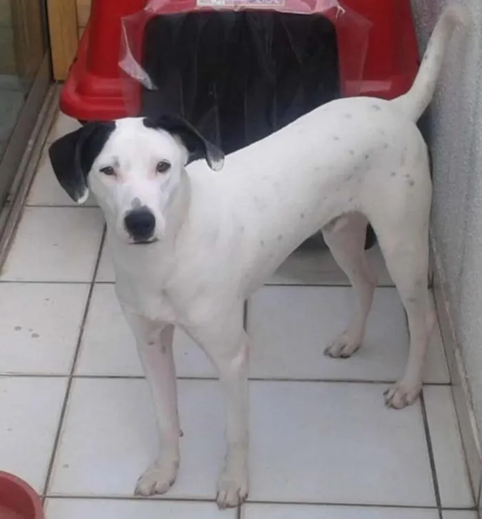 Cachorro ra a rnd idade 2 anos nome Brutus
