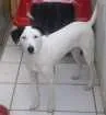 Cachorro raça rnd idade 2 anos nome Brutus
