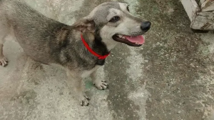 Cachorro ra a Srd idade 1 ano nome Não sei