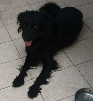 Cachorro raça indefinida idade 3 anos nome Zeus