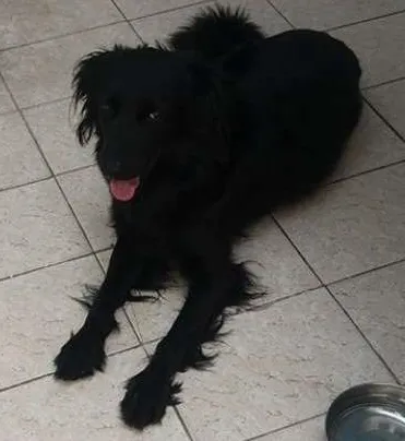 Cachorro ra a indefinida idade 3 anos nome Zeus