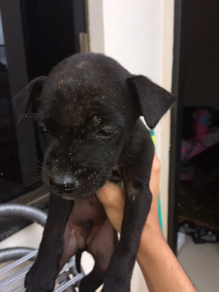 Cachorro ra a Vira lata  idade Abaixo de 2 meses nome ...