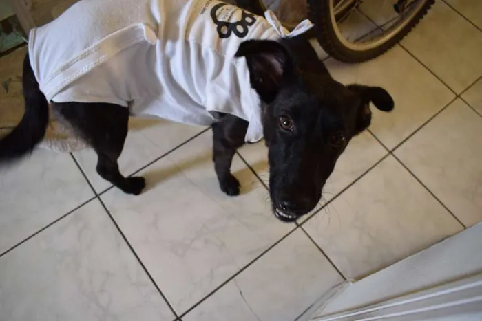 Cachorro ra a SRD idade 7 a 11 meses nome Amaya 