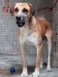 spike
