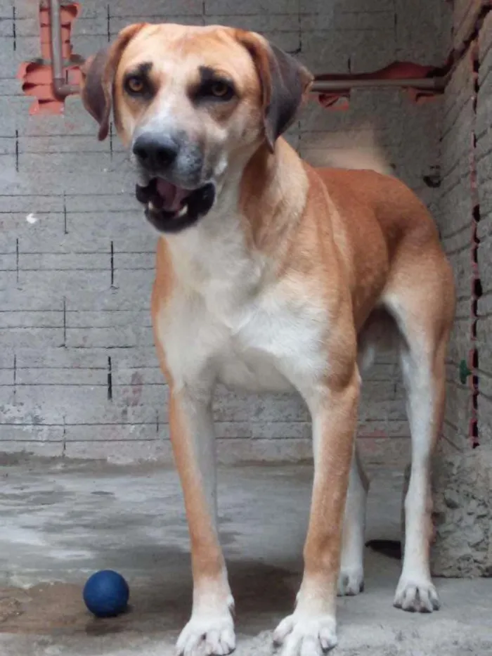 Cachorro ra a vira lata idade 2 a 6 meses nome spike