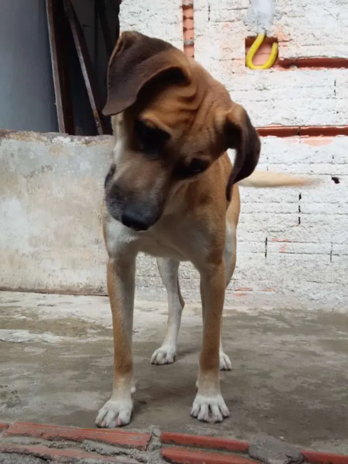 Cachorro ra a vira lata idade 2 a 6 meses nome spike