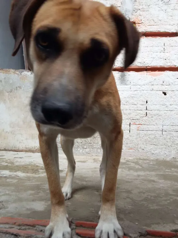 Cachorro ra a vira lata idade 2 a 6 meses nome spike