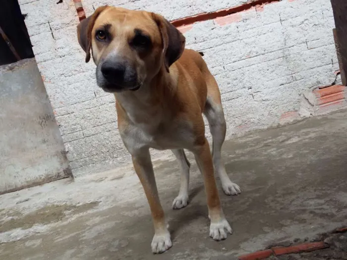 Cachorro ra a vira lata idade 2 a 6 meses nome spike