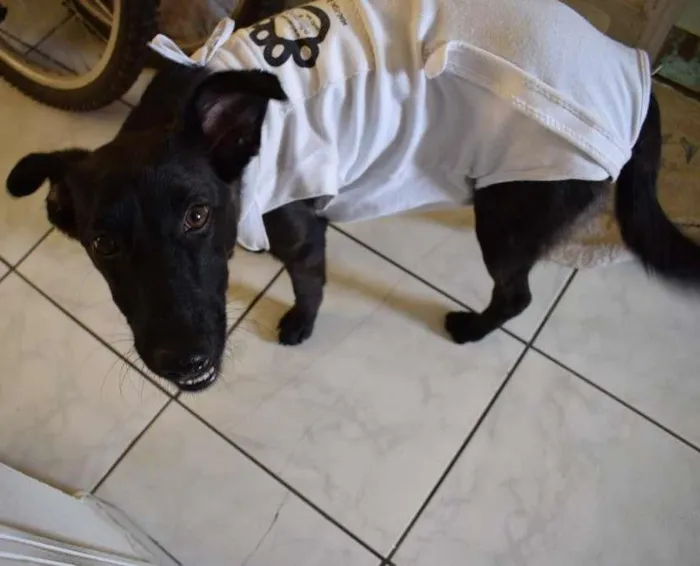 Cachorro ra a SRD idade 7 a 11 meses nome Amaya 