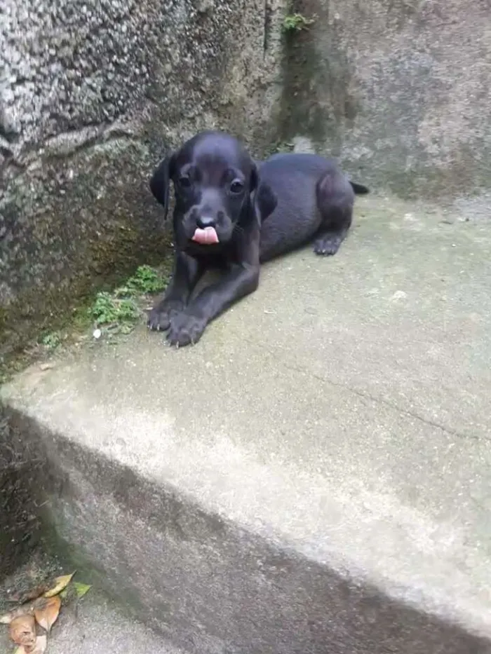 Cachorro ra a Weimaraner com vira lata idade Abaixo de 2 meses nome Filhotes