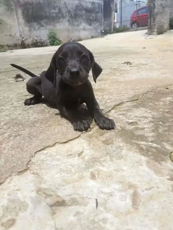 Cachorro ra a Weimaraner com vira lata idade Abaixo de 2 meses nome Filhotes