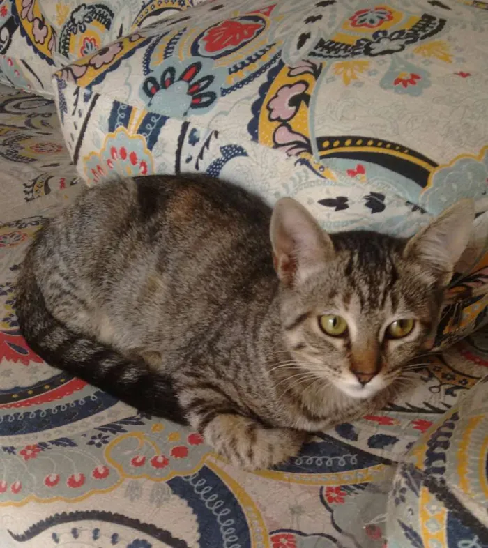 Gato ra a  idade 2 a 6 meses nome Sally