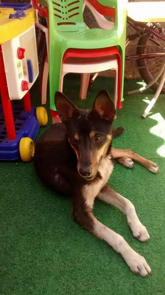 Cachorro ra a SRD idade 7 a 11 meses nome Lobo