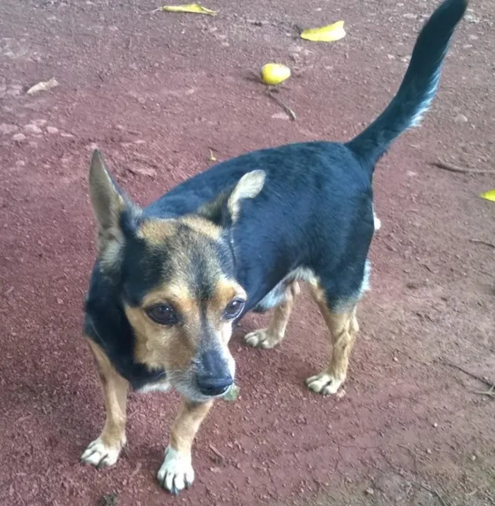 Cachorro ra a PINSCHER idade 6 ou mais anos nome Ratinho GRATIFICA