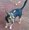Cachorro raça PINSCHER idade 6 ou mais anos nome Ratinho GRATIFICA