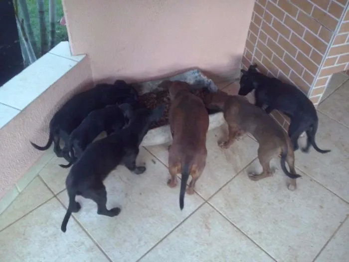 Cachorro ra a indefinida idade 2 a 6 meses nome SEM NOMES
