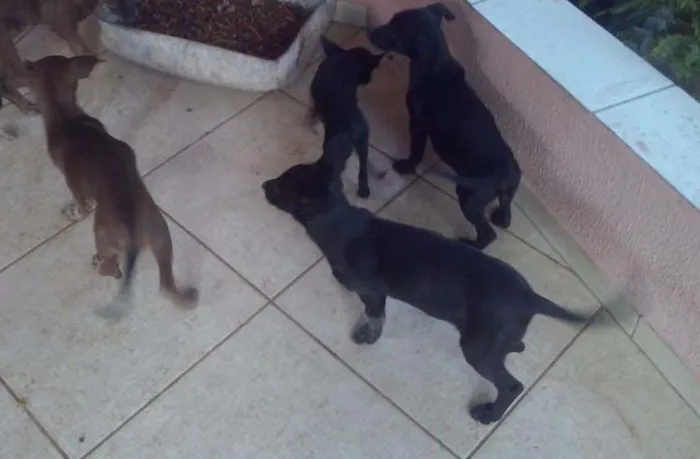 Cachorro ra a indefinida idade 2 a 6 meses nome SEM NOMES