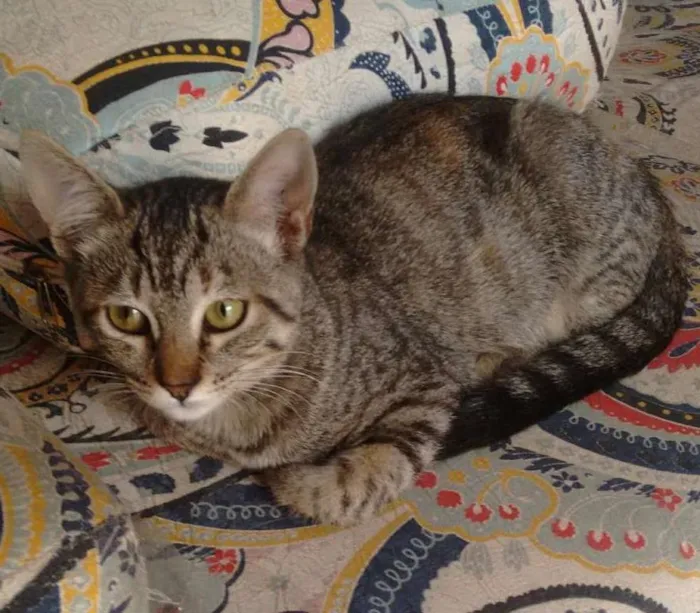 Gato ra a  idade 2 a 6 meses nome Sally