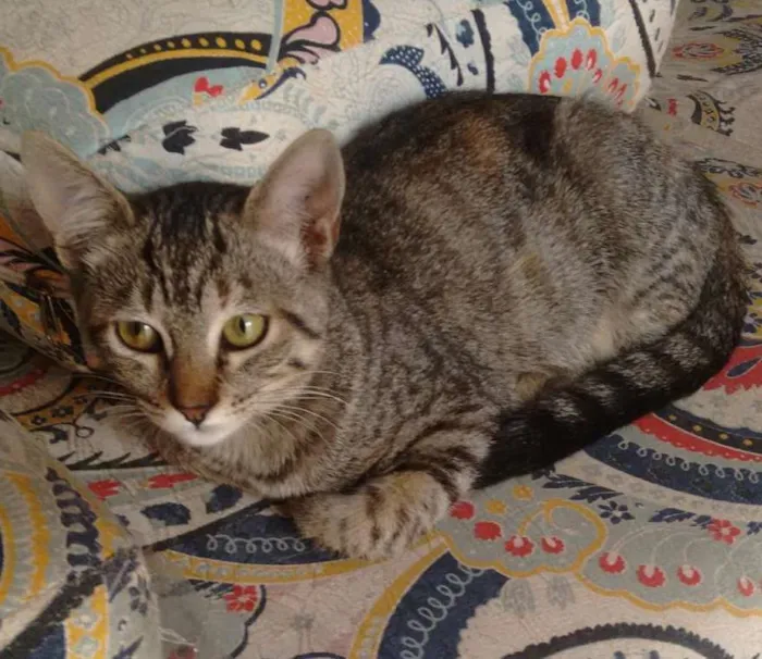 Gato ra a  idade 2 a 6 meses nome Sally