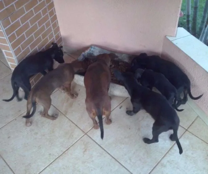 Cachorro ra a indefinida idade 2 a 6 meses nome SEM NOMES