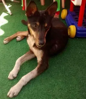 Cachorro raça SRD idade 7 a 11 meses nome Lobo