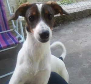 Cachorro raça Vira lata idade 1 ano nome Megui