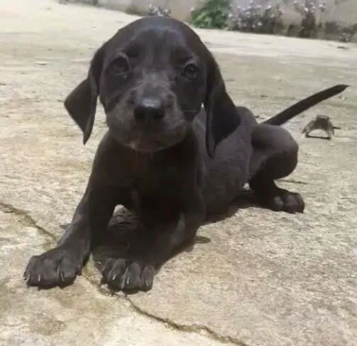 Cachorro ra a Weimaraner com vira lata idade Abaixo de 2 meses nome Filhotes