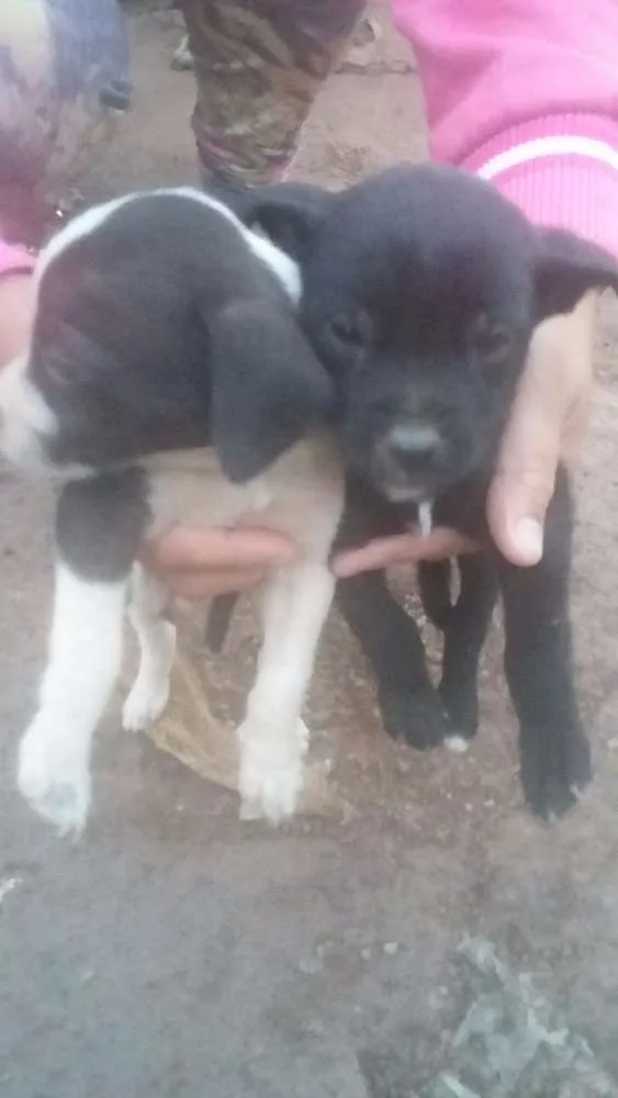 Cachorro ra a  idade Abaixo de 2 meses nome Não tem nomes