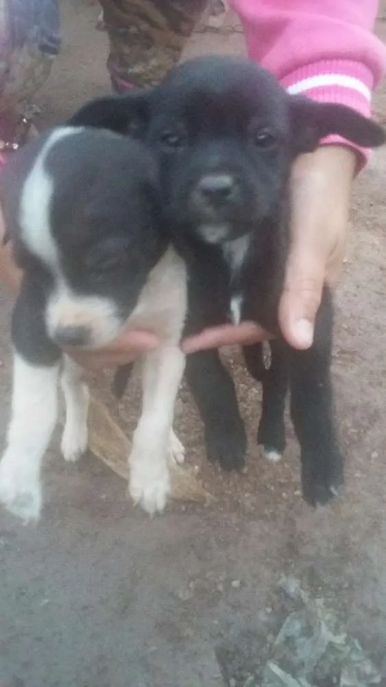 Cachorro ra a  idade Abaixo de 2 meses nome Não tem nomes