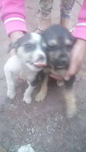 Cachorro raça  idade Abaixo de 2 meses nome Não tem nomes