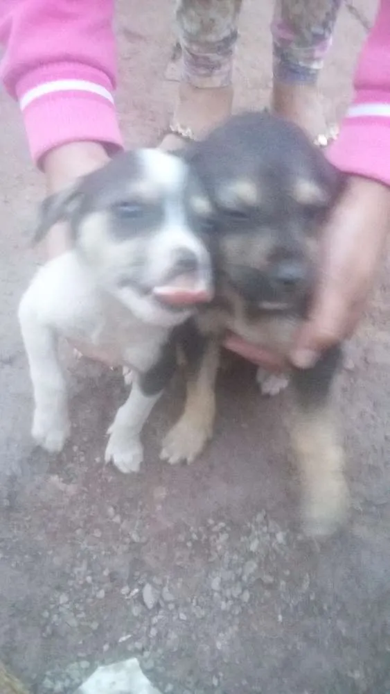 Cachorro ra a  idade Abaixo de 2 meses nome Não tem nomes