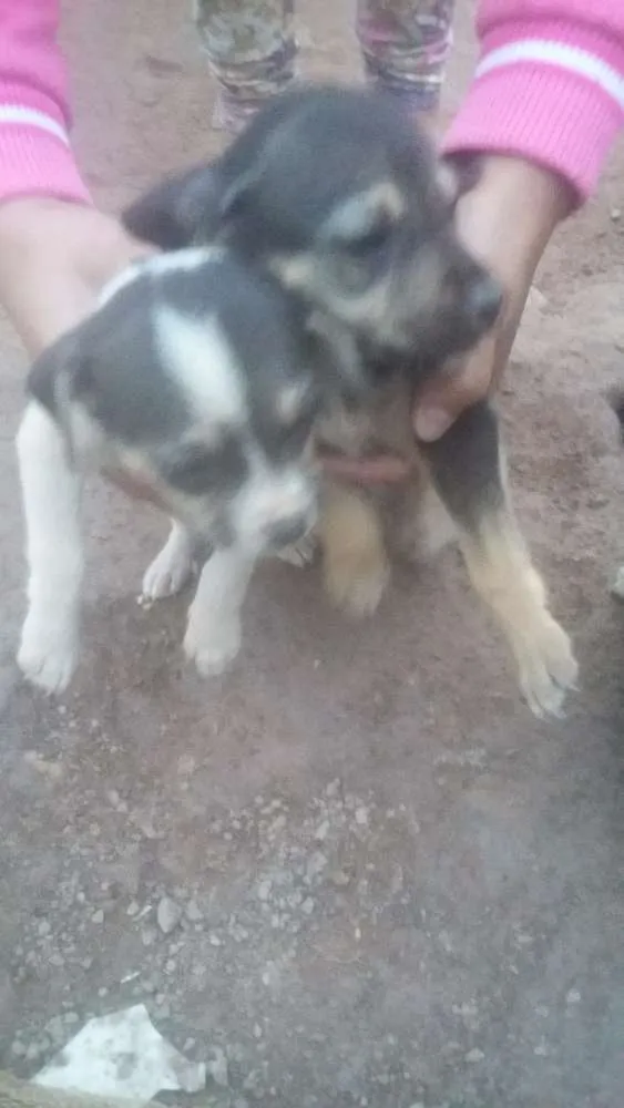 Cachorro ra a  idade Abaixo de 2 meses nome Não tem nomes